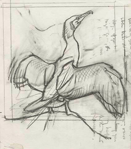 Shell Bird Book