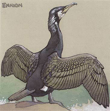 Shell Bird Book